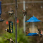 Numerous birds visiting a backyard birdfeeder