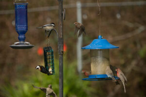 Numerous birds visiting a backyard birdfeeder